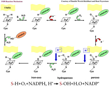 P450 Reaction Mechanism (René Feyereisen)