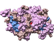 GtfB, PDB entry 1IIR